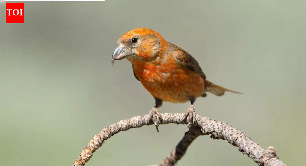 7 unique animals that can only be found in the UK