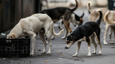 BMC to conduct AI-based geotagging of stray dogs at public institutions following Supreme Court directive