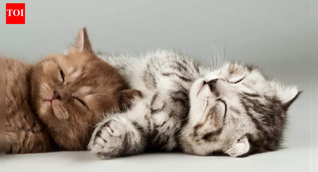 How long can you safely leave your cat alone at home