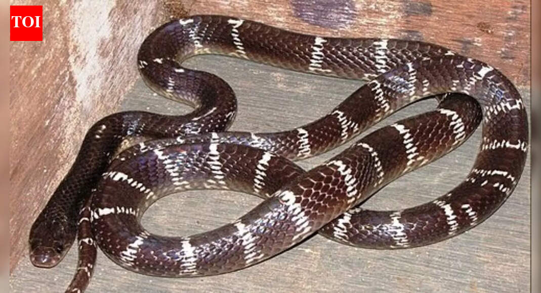 The snake whose invisible bite can be fatal; why the Common Krait is called the silent killer