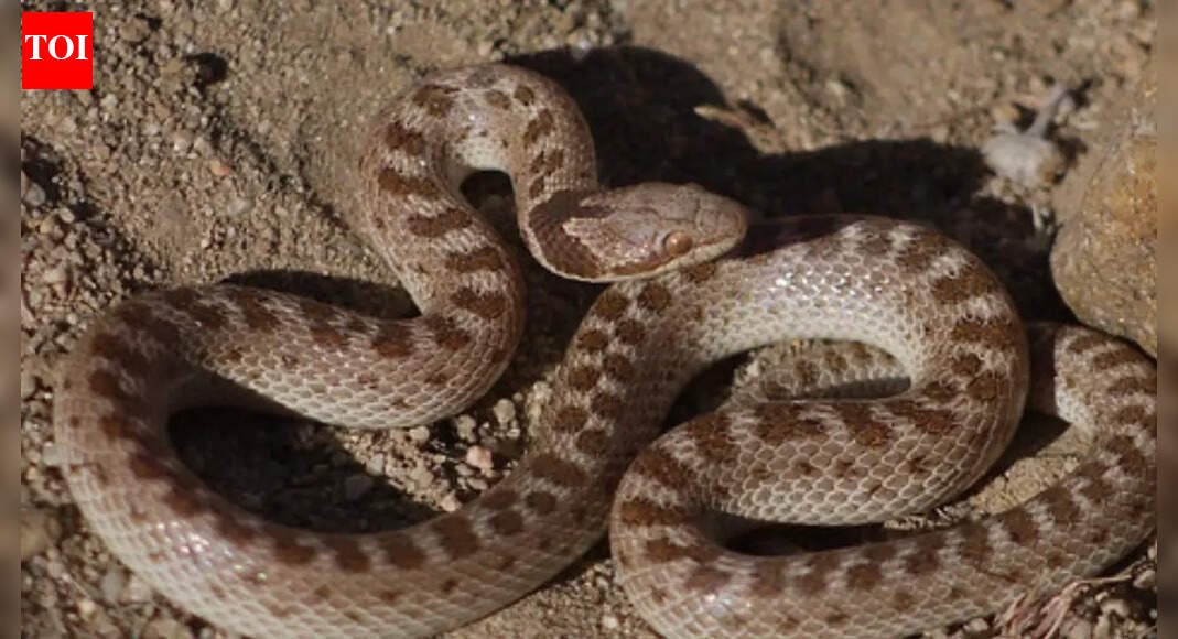 Night snakes: Discover more about Hypsiglena torquata’s habitat, behaviour, diet, physical traits, and ecological role