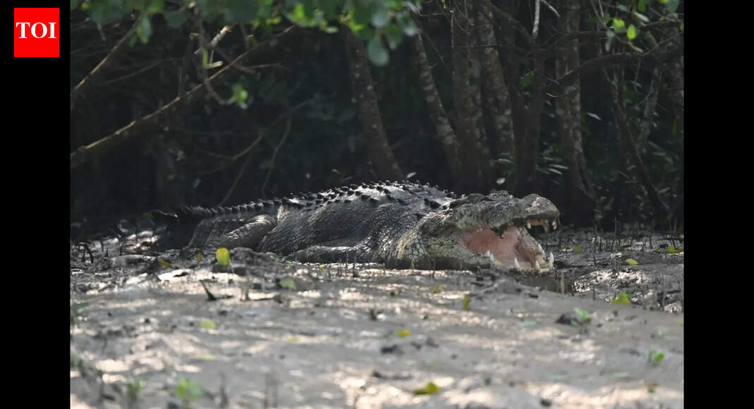 Bhitarkanika National Park to be closed for 3 days for crocodile census