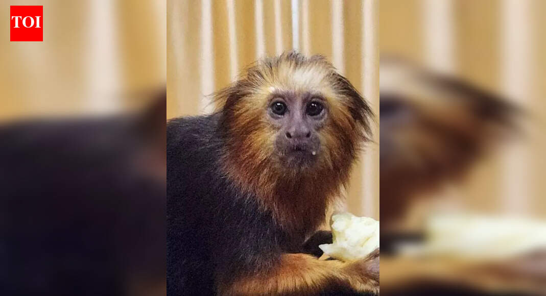 Rare Brazil primates seized at Kol airport | Kolkata News