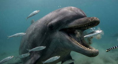  GoPro footage shows brutal, unsettling reality of how they hunt