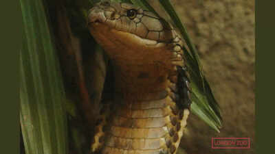 How the longest venomous King Cobra in history became a casualty of the Second World War