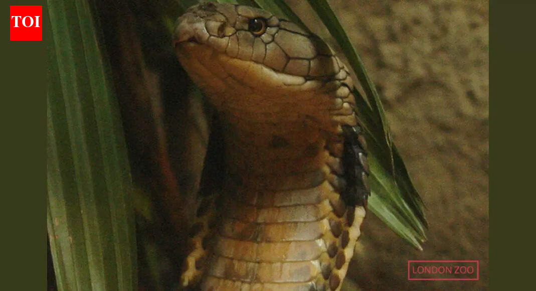 How the longest venomous King Cobra in history became a casualty of the Second World War