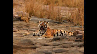 Plan to now shift a R’bore tiger to Mukundra reserve