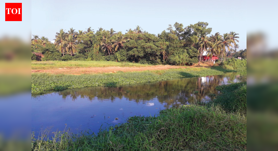 Human activity altering floristic diversity along Sal, Zuari: Study