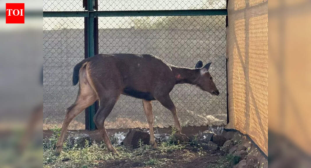 Sambar rescued after straying into Ashwin Nagar area of Nashik, and ...