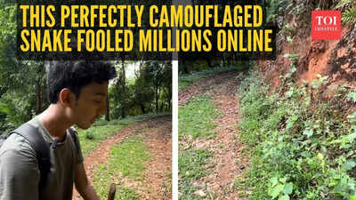 Watch: Missed it the first time? This perfectly camouflaged snake fooled millions online