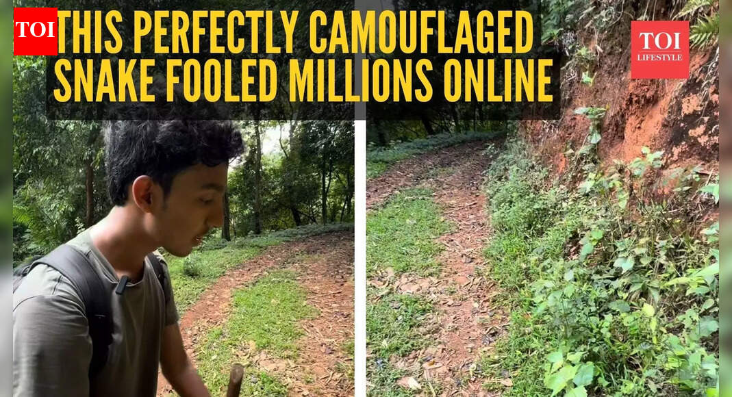 Watch: Missed it the first time? This perfectly camouflaged snake fooled millions online