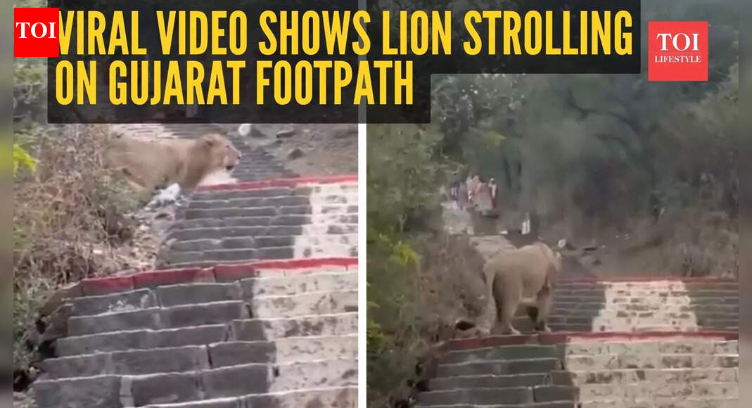Watch: Viral video shows lion strolling on Gujarat footpath while people scramble away