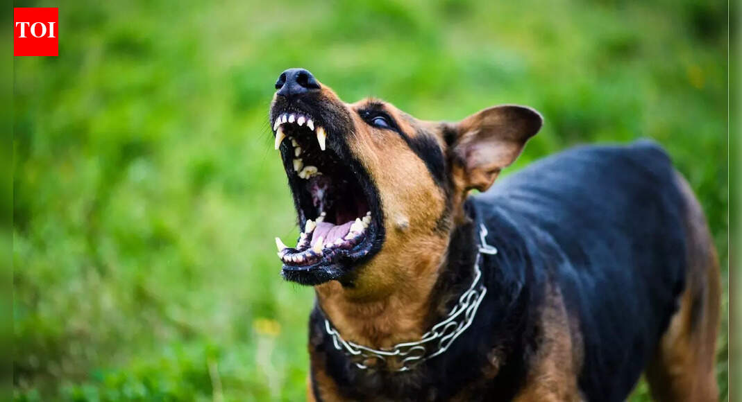 'Seemed completely fine': 6-year-old girl dies of rabies despite treatment in Thane; raises questions on stray dog control
