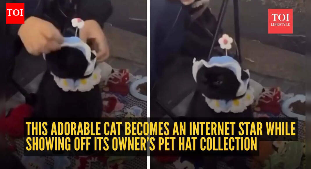 Watch: This adorable cat becomes an internet star while showing off its owner’s pet hat collection
