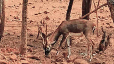 2 female, 1 male blackbuck found dead with gunshot wounds in Karnataka