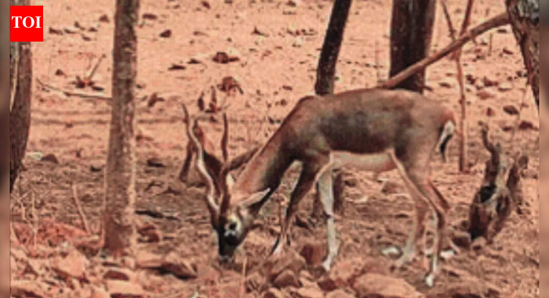 2 female, 1 male blackbuck found dead with gunshot wounds in Karnataka