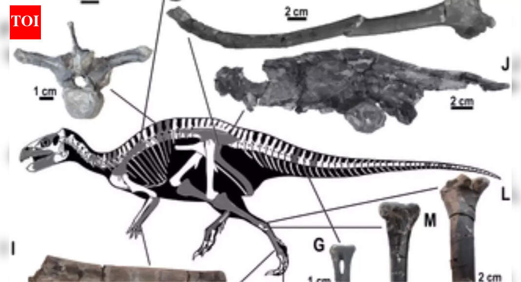 How a 72-million-year-old bone trap left dinosaur bones stacked in Romania