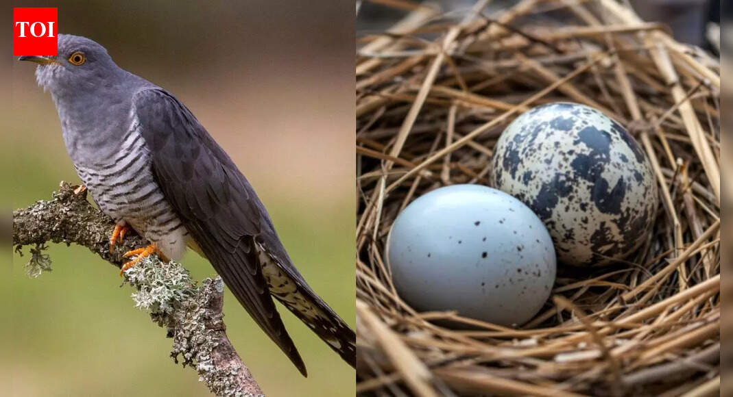 Why a cuckoo bird lays its eggs in a crow’s nest instead of building their own