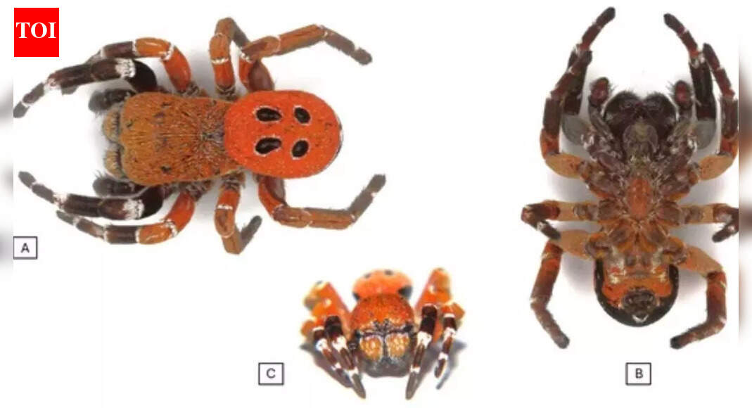 Scientists discover new spider species with a striking red head in Morocco