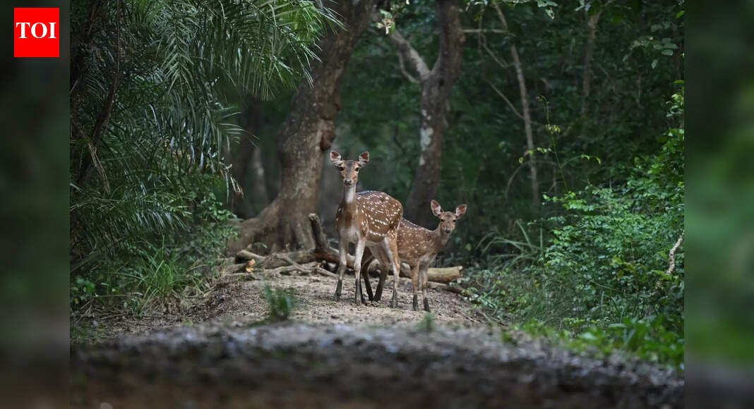 Christmas wildlife threat: Bhitarkanika National Park on high alert to prevent poaching