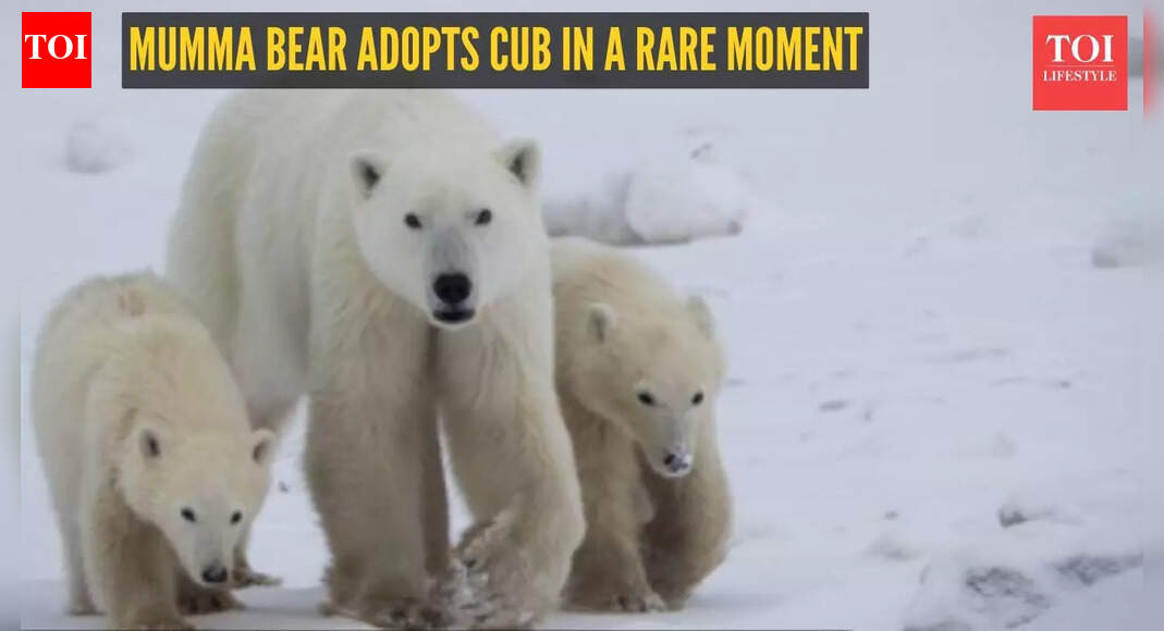 Scientists capture heartwarming and rare moment as polar bear mom adopts a cub that isn’t her own
