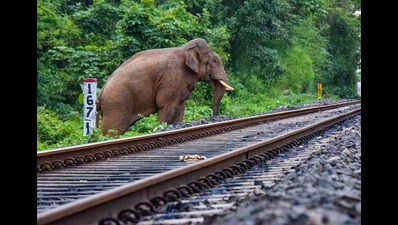 Railway officials in Jharkhand felicitated for providing safe passage to jumbos