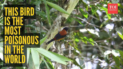 This bird is the most poisonous in the world, and it lives in New Guinea