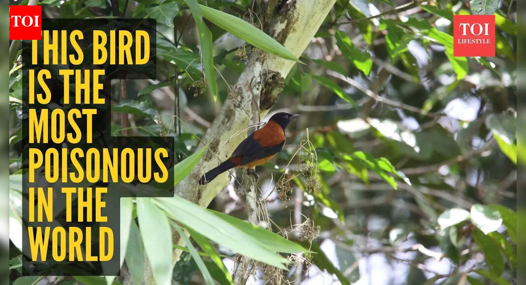 This bird is the most poisonous in the world, and it lives in New Guinea