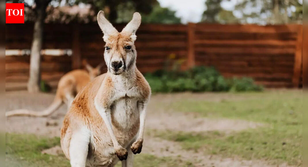 Kangaroos cannot walk backwards! Some weird animal facts that sound fake but are true