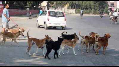 Remove stray dogs from tourist spots: High court directs IMC
