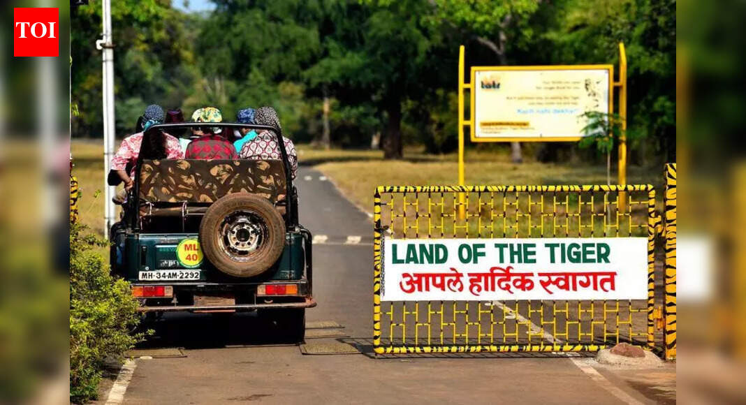 Tadoba Scraps Safari Requests On WhatsApp | Nagpur News  timesofindia.indiatimes.com