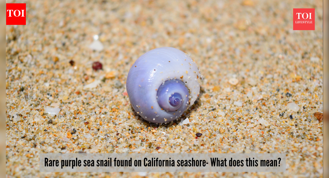 Mysteriously rare purple shell washes up on the seashore - here's the shocking reason why