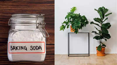 Baking soda for plants: Benefits, risks, and safe ways to use it in your garden