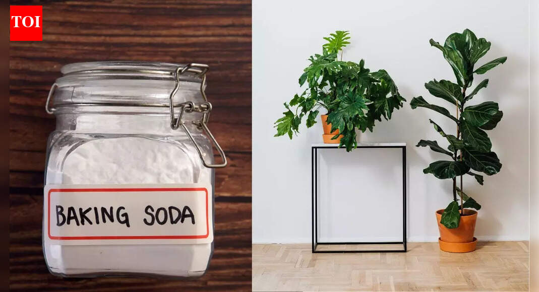 Baking soda for plants: Benefits, risks, and safe ways to use it in your garden