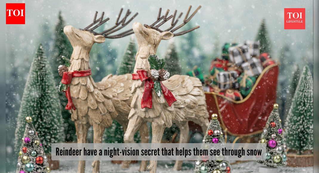 It’s not just Rudolph’s nose; reindeer have a night-vision secret that helps them see through North Pole snow