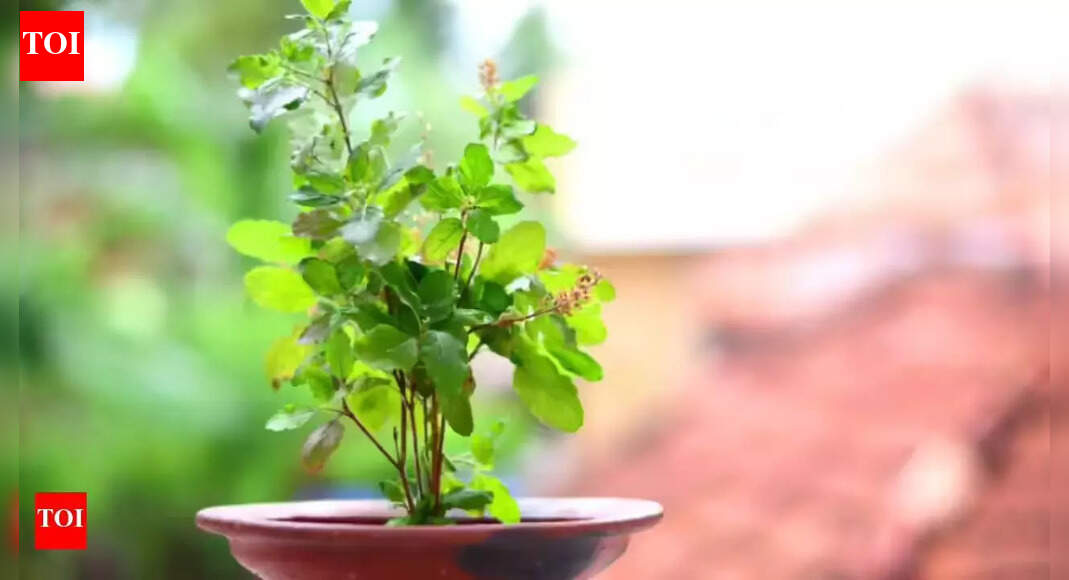 Tulsi Plant: 5 Benefits of keeping Tulsi at home