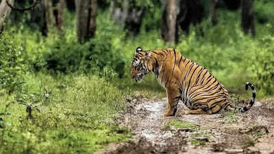 Tiger population rises sharply in Valmiki reserve over 15 years