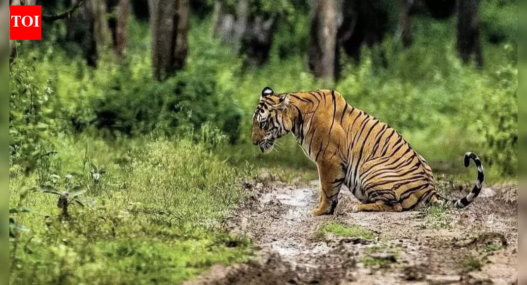 Tiger population rises sharply in Valmiki reserve over 15 years