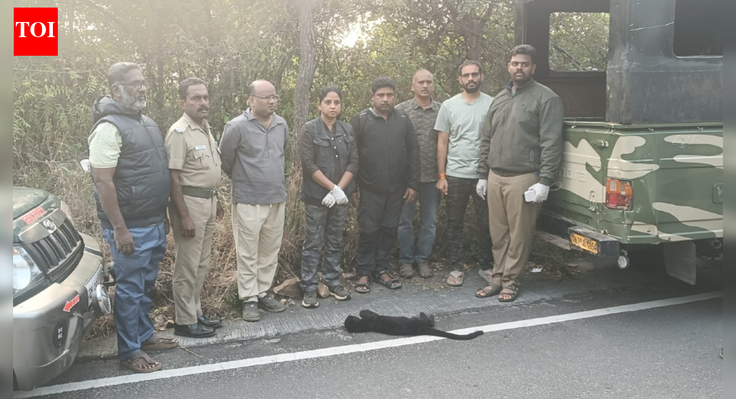 Abandoned black leopard cub dies in Coimbatore forest range