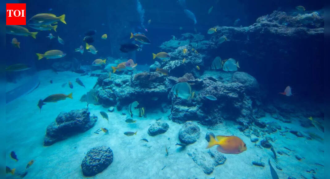 Brown algae in aquariums: What causes it, how to remove it, and prevent it from returning