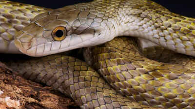 Common snakes found in Japan: Species, habitats, venomous risks, and how to stay safe