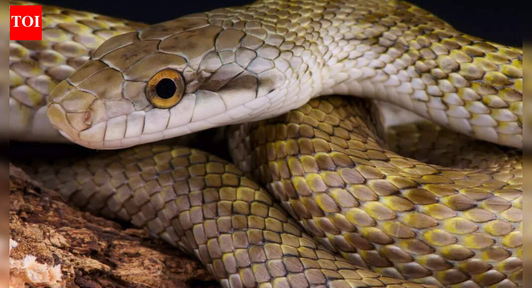 Common snakes found in Japan: Species, habitats, venomous risks, and how to stay safe