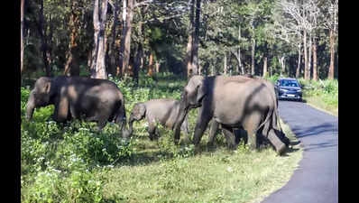 Ominous rise in human-elephant conflicts in J’khand in 23 years, claims new WII study