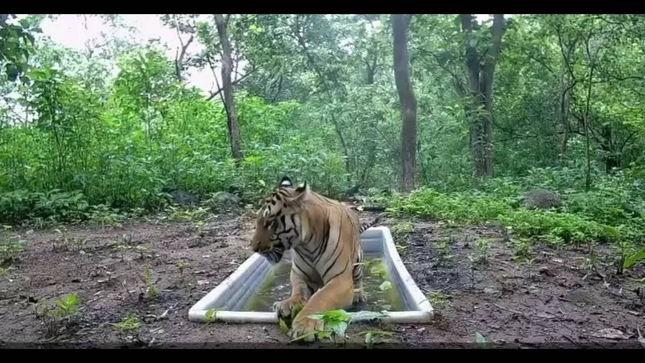 NTCA declares Guj a tiger state after 33 yrs | Ahmedabad News - The Times  of India