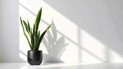 5 Reasons Every Bedroom Needs a Snake Plant in 2026
