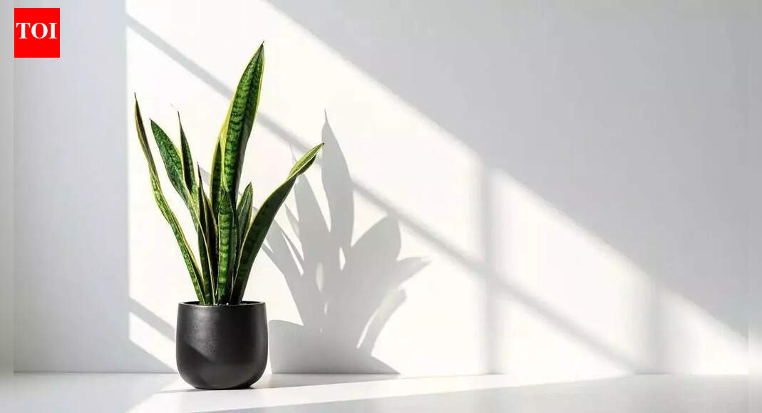 5 Reasons Every Bedroom Needs a Snake Plant in 2026
