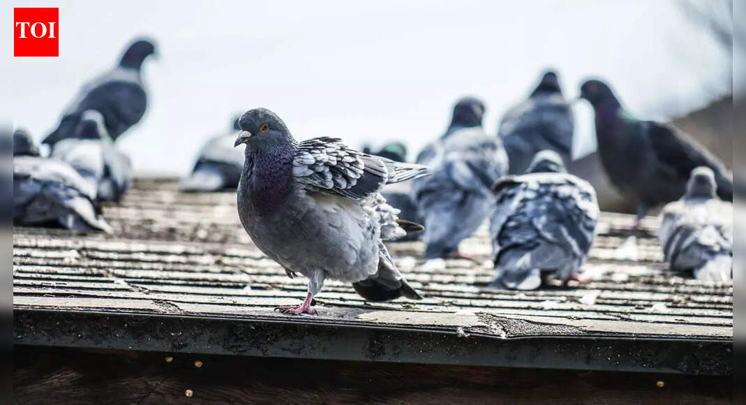 ‘Danger to human life’: Mumbai businessman charged with feeding pigeons in public; fined Rs 5,000