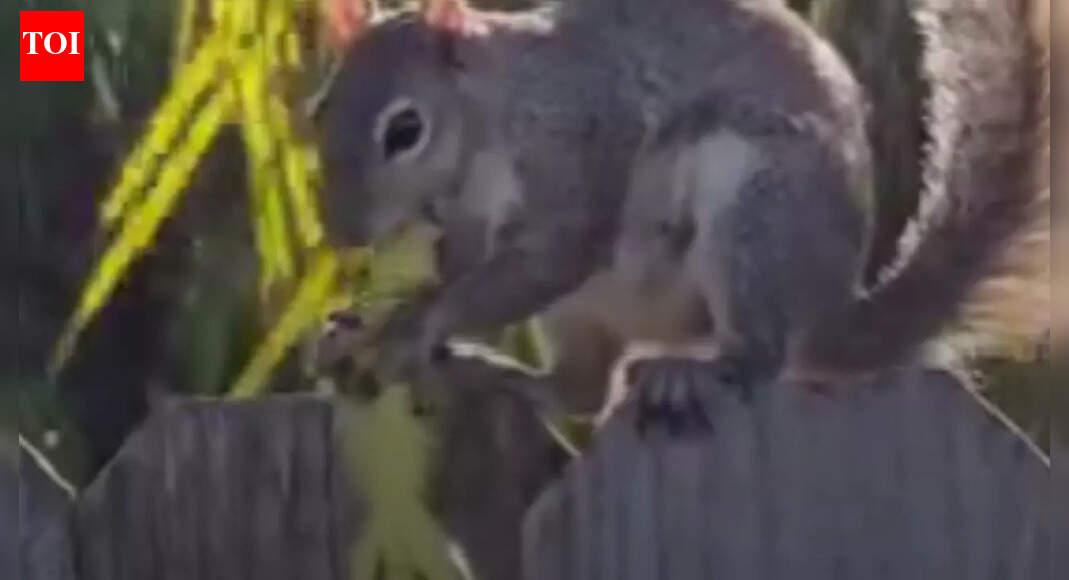 California ground squirrels caught hunting other animals in a shocking, rare footage | Watch