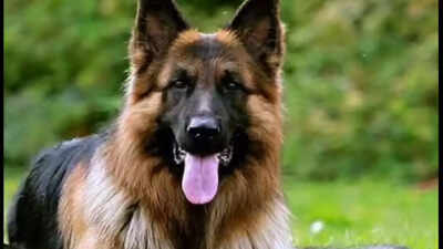 Love for German Shepherd: Distressed by pet dog’s illness, 2 sisters die by suicide in Lucknow; probe underway