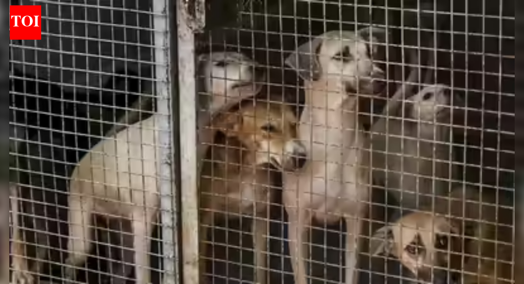 Maharashtra: Over 20 incidents of stray dog bites within 3 days in Udgir town